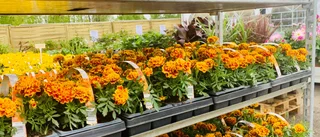 Läsarbilden: Äntligen dags att plantera!