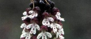 Efter 25 år är Gotlands nya flora äntligen färdig