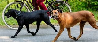 Konstiga hundägare