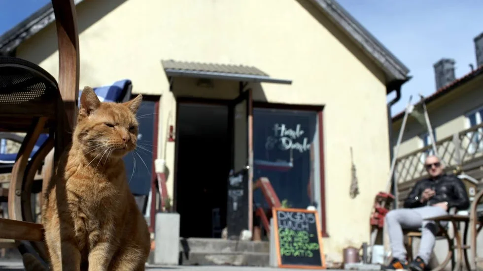 Kvinnan stal kattmat - dock inte på caféet i bakgrunden. Katten i förgrunden har heller ingenting med stölden att göra.