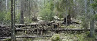 Kapade skog - avslöjad av satellit