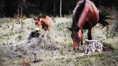 Gammal. Gotlandsrusset är Sveriges äldsta inhemska hästras. Flocken på Lojsta hed består av cirka 50 hästar. När fölen föds på våren och sommaren stiger antalet och i dag är det totalt 91 hästar i parken.