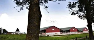 Stafva Gård begärs i konkurs