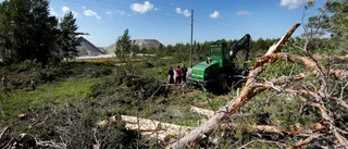 Får ta bort ris från Ojnareskogen