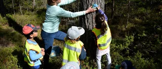 I skogarna kring Gunnebo bor Trädfolket • Förskolebarn pryder skogen med skulpturer • Får hjälp av lokal konstnär