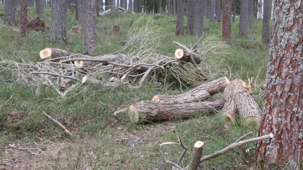 Delar av ett nerkapat träd som nyligen dumpats i skogen vid Norrstrand.
