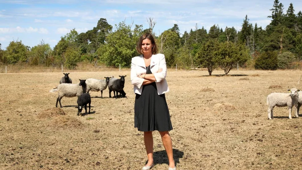 Med anledning av torkan besökte vice statsminister Isabella Lövin (MP) i somras Graute gård i Hejnum. Där fick lammen stödutfodras eftersom allt bete torkat upp.
