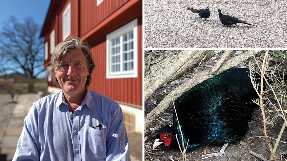 Johan Klingspor föder upp fasaner på Biby gård. Det är några av dessa som nu blivit omtalade i den lokala Facebookgruppen för sin aggressivitet.