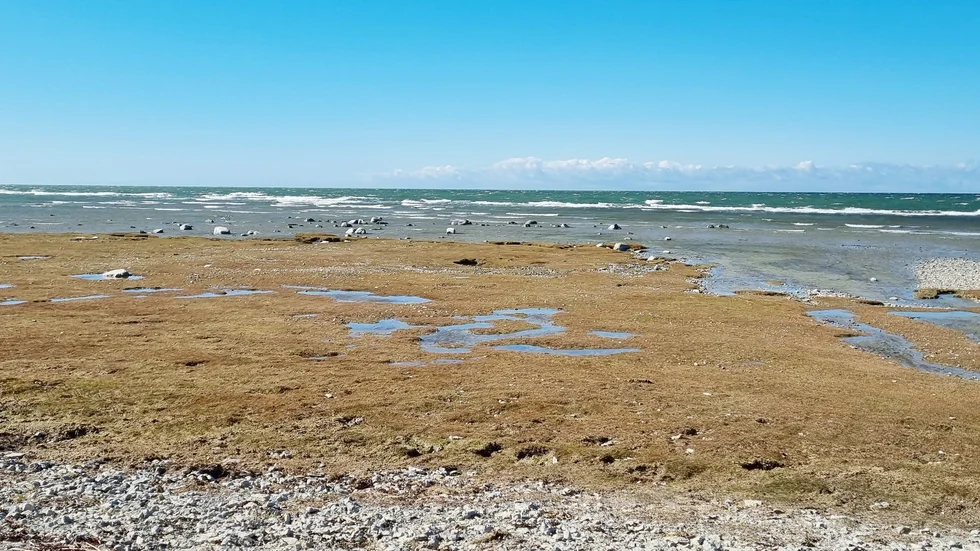 Strandäng vid Ekstakusten som torkat ut under lågvattenperioden.