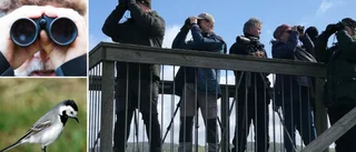 Gotland vann fågeltornskampen • "Fågeltorn vid kusten har störst chans att se flest arter"