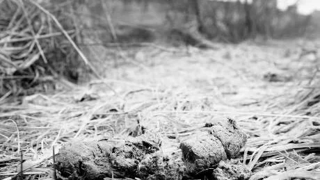 <7GT_Bildrubrik>Se upp</7GT_Bildrubrik>. Många hund-ägare struntar i regeln att man ska plocka upp efter sin hund på allmän plats.Foto: krister nordin/arkiv