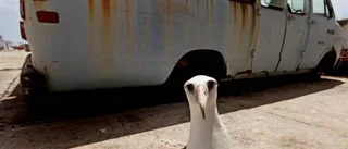 Klarhet bland albatrosser på Midway