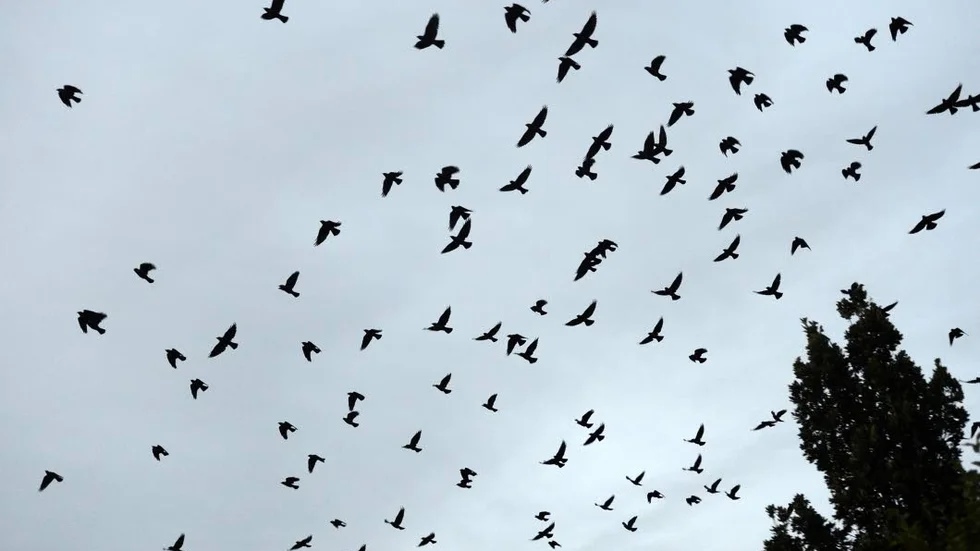 Kajor är flockfåglar som gärna häckar i människors närhet. I ventilationer och skorstenar kan deras bon bli enorma.