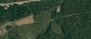 Ägarbyte för skogsmarken på Lidsjön 9 i Burträsk
