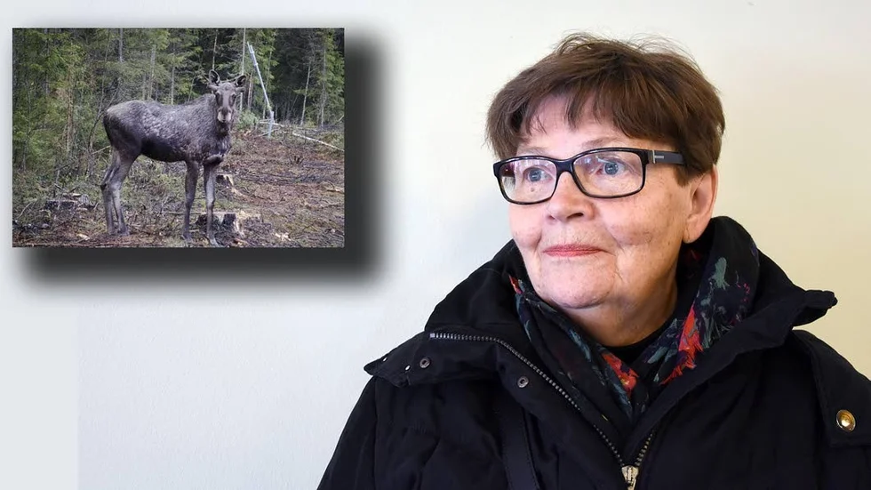 Upp ur diket. Fjolårskalven kom upp ur diket på vänster sida. Gun-Britt Alatalo försökte väja men hann inte. Nu vill hon tacka dem som tog hand om henne på olycksplatsen.