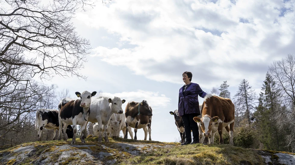 Kor har en alldeles speciell plats i Babben Larssons hjärta. I deras lugn finns den trygghet som tog henne hel genom barndom och uppväxt, den uppväxt hon nu skildrat i boken "Barbro före Babben".