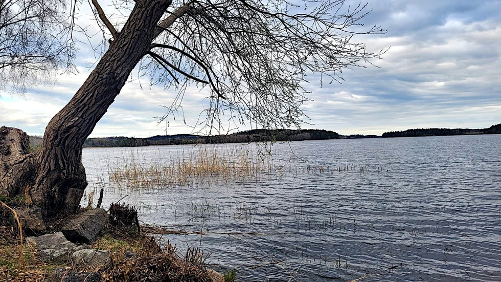 Storsjön har fått nytillskott av ålyngel när projektet Krafttag ål har börjat arbeta mer intensivt med att hjälpa den hotade ålen.
