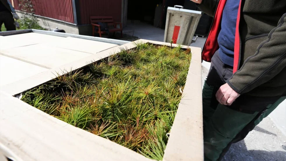 Ett släp kommer lastat med... Ett gäng kartonger fyllda med tallplantor.