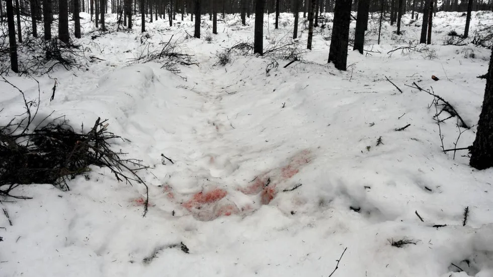 Spår av blod och skotrar. Minst två dräktiga vajor tillhörande Gällivare skogssameby har dödats och förts från platsen i Sundomskogen.