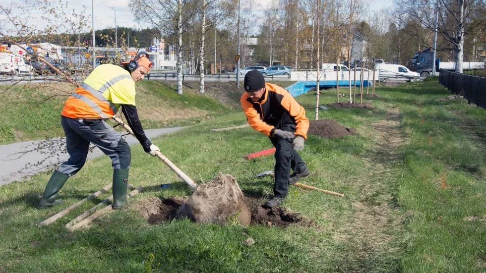 Planterar. Juha Palosaari och Urban Larsson från Luleå kommun planterar nya björkar.