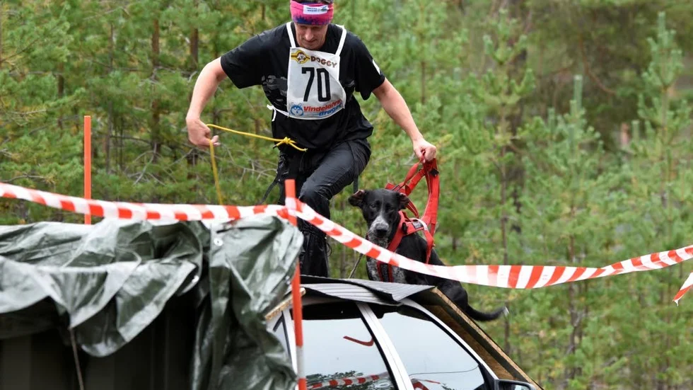 Hinderbana. Deltagarna möts av ett antal spännande hinder som man ska ta sig igenom tillsammans med hunden.