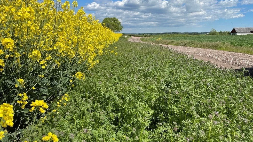 Blommande kantzoner är en del av fröprojektet Hela Sverige blommar. Pressbild.