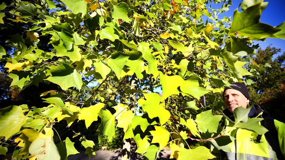 "Det här är ett tulpanträd. Det är inte ett jättevanligt träd, jag tror inte att vi förvaltar över något annat än just det här. Det blommar med blommor som ser ut som tulpaner, och ger även frukt så här års", säger Fredrik Eklund, trädvårdare på Eskilstuna kommun.
