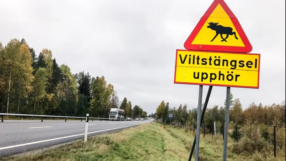 Viltstängsel skulle under hösten 2018 ha uppförts mellan Harrbäcken och Kopparnäs men skjuts upp till sommaren 2019. (arkivbild)