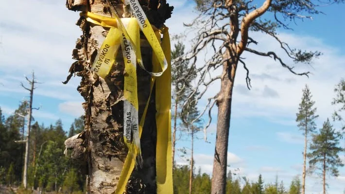 Sveaskogs hygge vid Guorpaliden, där bolaget avverkade en 200-årig naturskog intill ett reservat. Allt var samma skog. Bilden är tagen av insändarskribenten den 6 juni 2017.