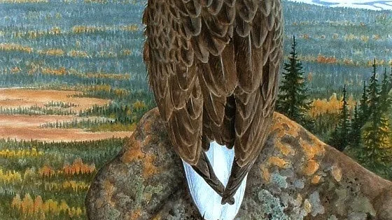 Höst. Bild av en “fjällörn.”