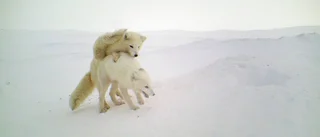 Utsatta fjällrävar får hjälp på traven
