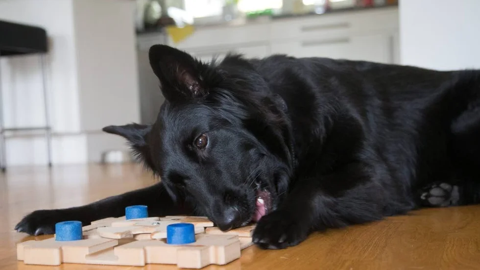 Övervikt. Fetma bland hundar blir allt vanligare. I dag är varannan hund överviktig. (Arkivbild)