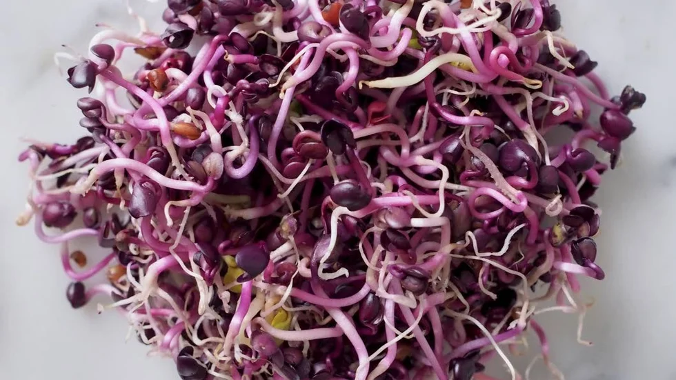 Röd rättika (Raphanus Sativus).