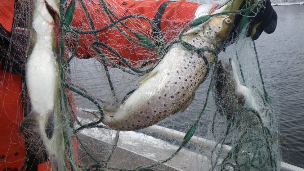 Ett planerat förbud mot nätfiske på grunt vatten, som även ska gälla fritidsfiskare, upprör skribenten. (Arkivbild)