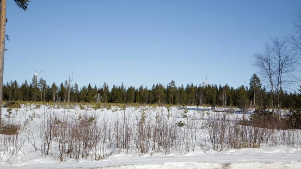 Träda. I drygt 30 år har den gamla Grängestomten legat orörd. Men nu kan den komma till användning. Piteå kommun ser behov av att kunna erbjuda tomter för tillverkningindustrier, underleverantörer eller förädlingsföretag ute på Haraholmen.