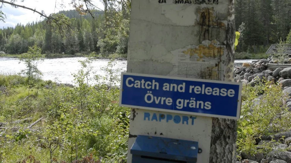 FISKE. Insändarskribenten Stefan Andersson är upprörd över de nya fiskereglerna om Catch and release som innebär att stugägare i Kilver, Arvidsjaur inte får ta upp en matfisk längre.
(Arkivbild)