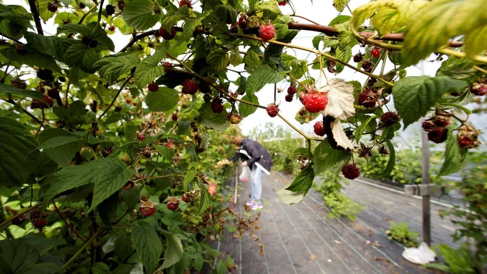 Bevara. Det finns flera sorters hallon att provsmaka på Öjebyn Agro Park. Länsstyrelsen beviljar nu ett projekt där närmare en halv miljon kronor. (Arkivbild)