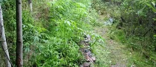 Haschodling - i skogen