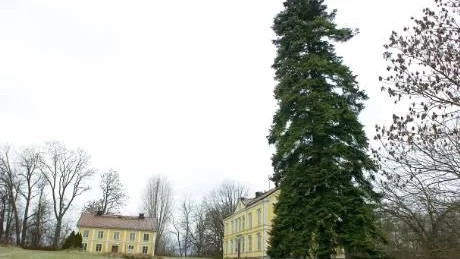 Till höger huvudbyggnaden, rakt fram en flygelbyggnad. Båda från mitten av 1800-talet. Och i förgrunden något som väl kan vara en av de mäktigare granarna inom Norrköpings kommun.Foto: Robert Svensson