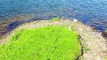 I sommar har miljöavdelningen på Finspångs kommun inte fått några rapporter om algblomning i sjöarna i Finspång och då är det bara att bada på, som här i Mäseln till exempel, utan att vara orolig.  
FOTO: TITTI OLOVSSON