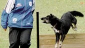 Australiska vall-hunden Maj-Lis och matte Cari deltog i två lydnadstävlingar samma dag hos Finspångs brukshundsklubb.
FOTO: GUNNAR JOHANSSON