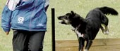 Lydnadsprov ? inte bara att hoppa fint
