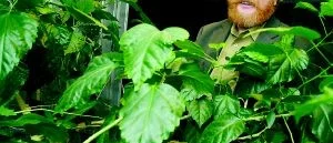 "Mer tomater i kosten innebär mindre cancer"