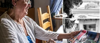 Skellefteås äldsta (?) katt har dött – Mio blev 29,5 år • Paret berättar om sorgen: ”Oj, oj, oj, vilken fin katt – det gör ont i våra hjärtan”