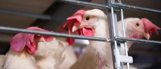 Danmark fasar ut ägg från höns i bur