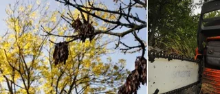 ”Goda framtidsutsikter” saknas – då vill Trafikverket fälla träd i allé • Går längs väg 568
