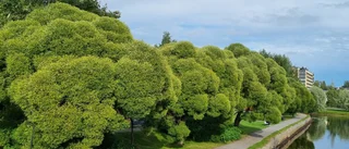 Läsarbilden: Lummigt i Badhusparken