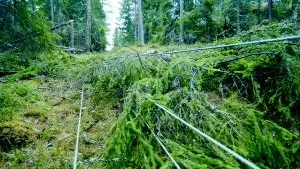 Elledningarna mellan Blackstad och Odensvi har fått rejält med stryk och det kan säker ta flera dagar innan alla skador är reparerade.