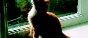 Bok för 
kattälskare