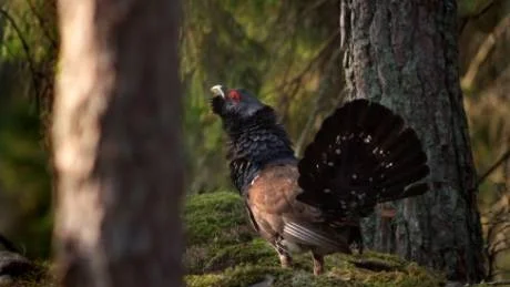 En tjädertupp i den tidiga morgonens spelextas. Allt medan tjäderhönorna än så länge avvaktar. Foto. Gunnar Ljunggren
